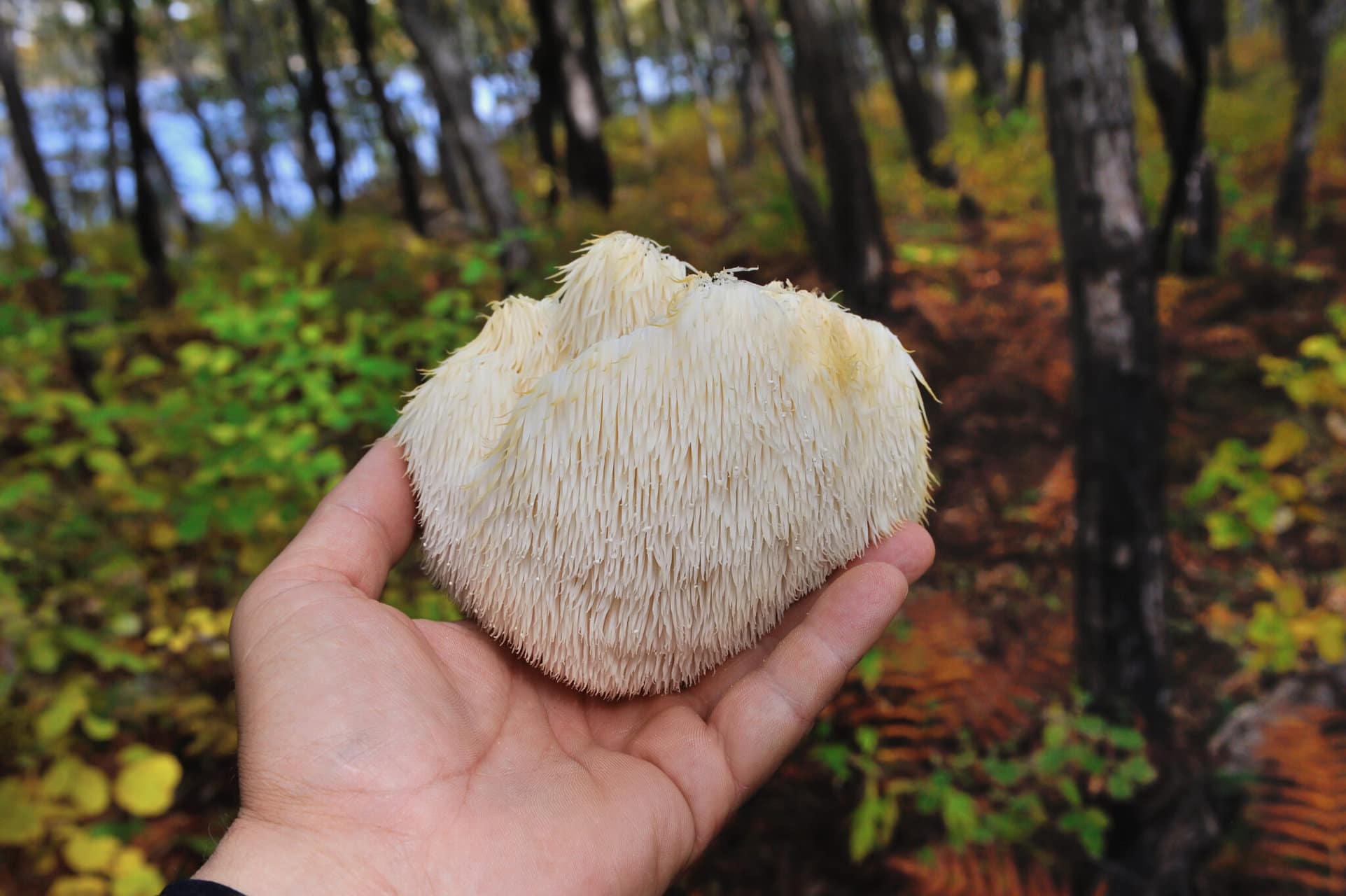 A Lion's Mane mushroom found during foraging in the forest